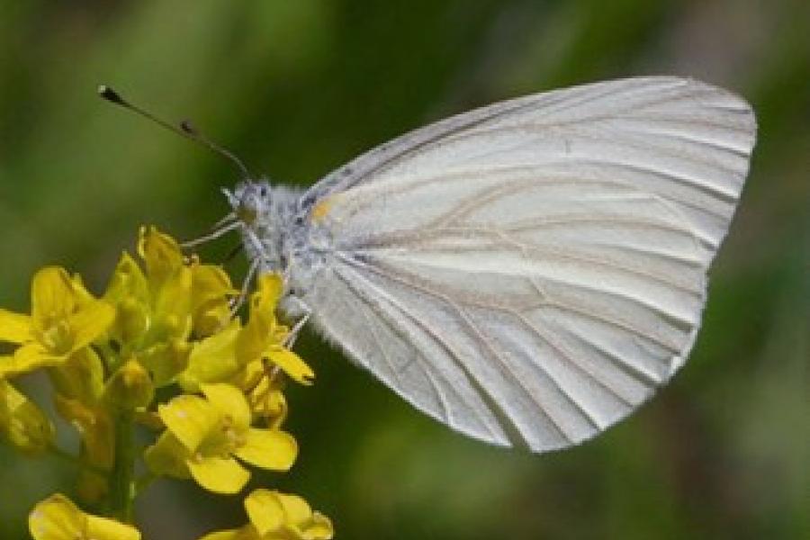West Virginia White Butterfly on a wild mustard flower. Photo credit: Randy L. Emmitt, Wikimedia Commons