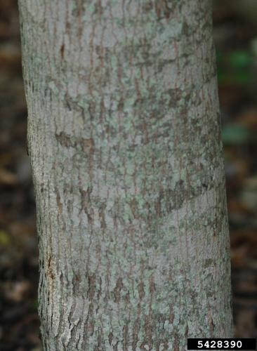 Amur maple: bark of the tree is smooth and gray.