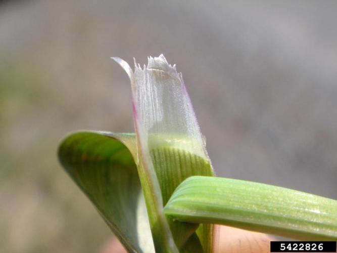 Reed canary grass: ligule is transparent (where blade and sheath come together).