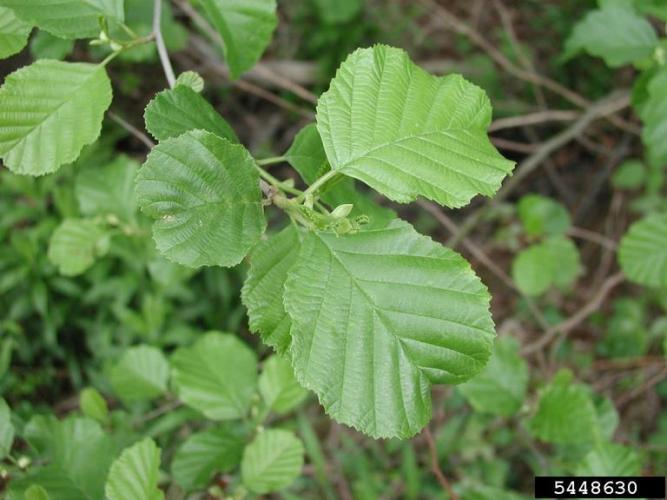 European alder: leaves are simple, alternate and doubly-toothed.