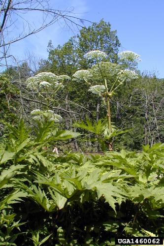 Giant hogweed: can reach 15-20 feet tall. Hollow stems are 2-4 inches in diameter with dark reddish-purple spots and bristles.