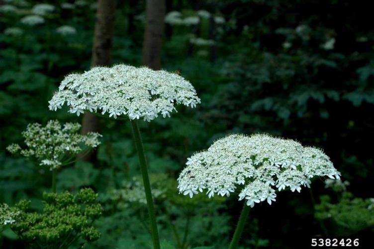 Look-alike: American cow parsnip (native to North America) is large, but has flat-topped flower clusters