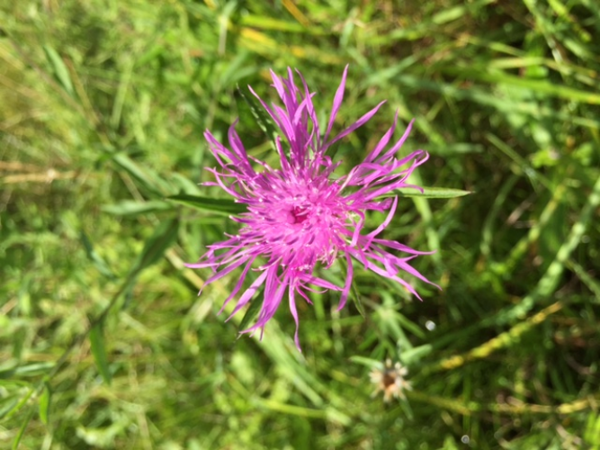 Spotted knapweed: flowers, pinkish-to-lavender thistle plume to radiate out and up.