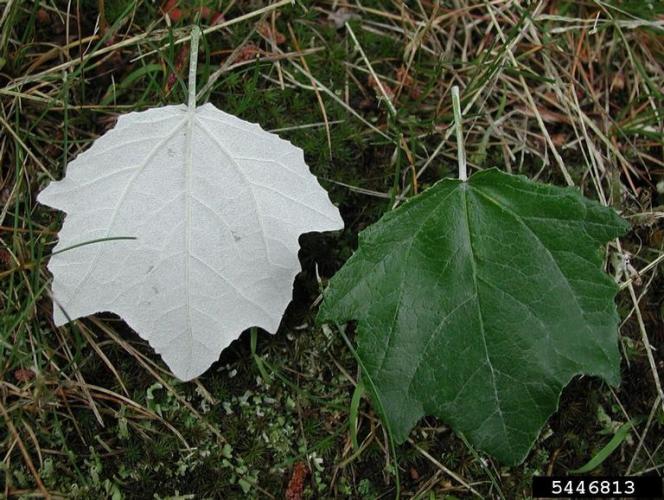 White poplar: leaves resemble maple leaves, but the topside of leaves are shiny, dark green while the underside is bright white and hairy.