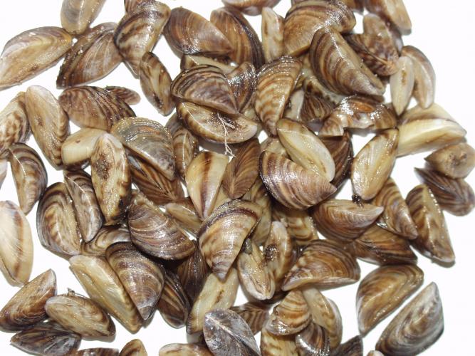 Close-up photo of zebra mussels
