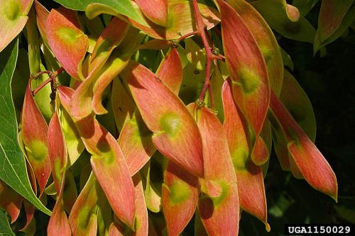 the samaras (seeds) of invasive Tree of Heaven are winged, red, and papery