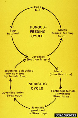 Sirex Woodwasp Lifecycle