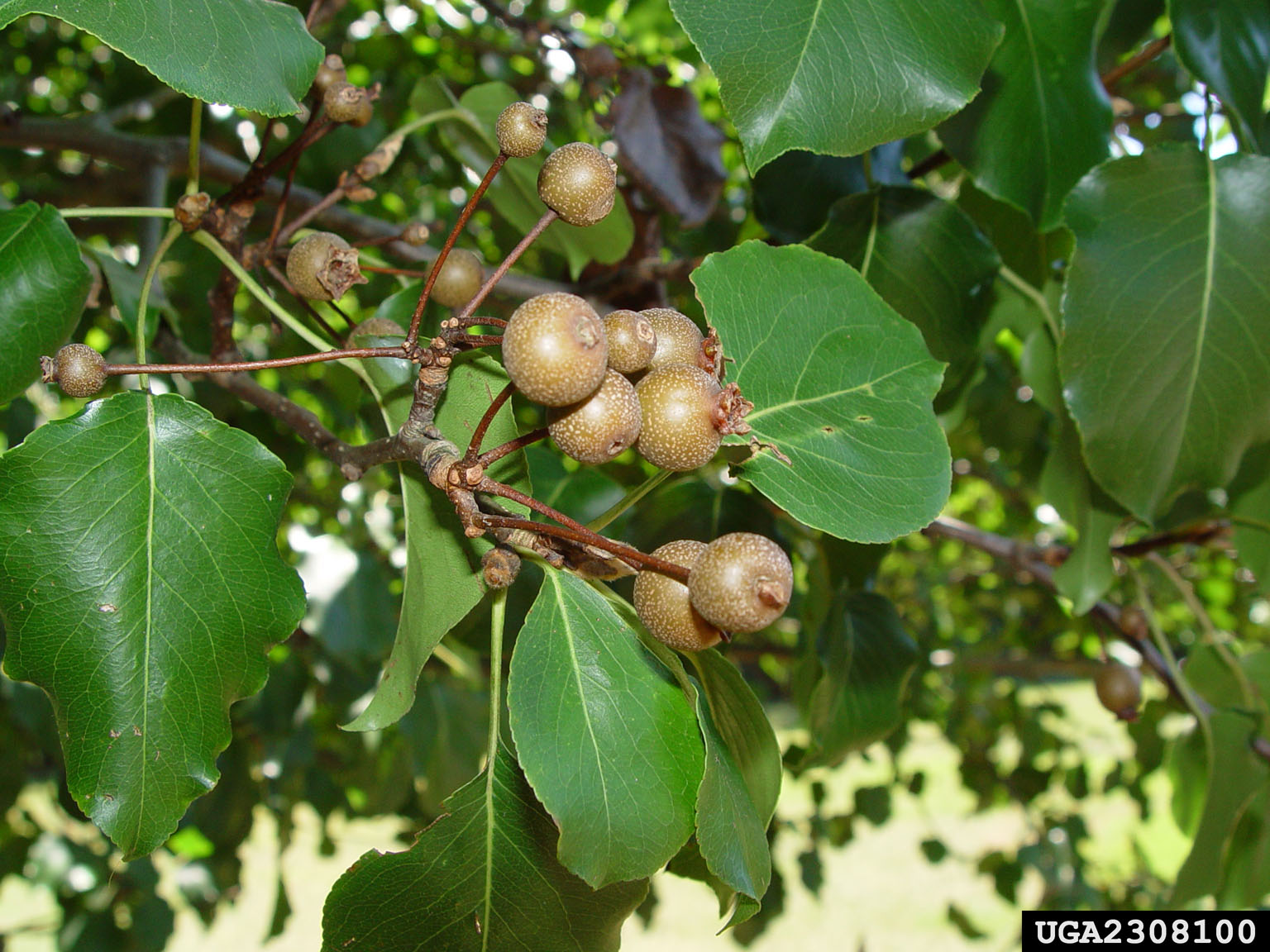 ornamental pear tree leaves