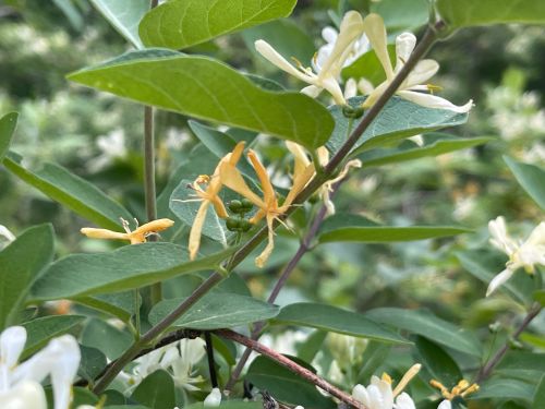 honeysuckle fruits are forming at the base of orange and white flowers
