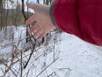 someone's hand shows off a dead knotweed stem