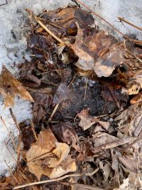 leaf litter pushed away from soil