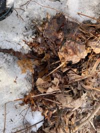 leaf litter returned back over soil after checking for plant growth