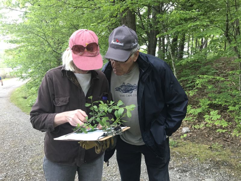 two people look at a plant to identify it, one is holding a clipboard, both people are wearing hats. 