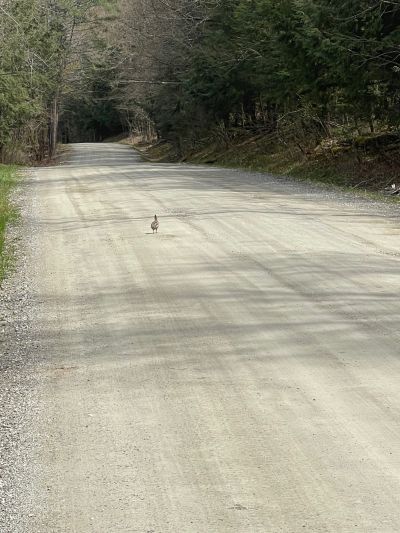 ruffed grouse walking in middle of dirt road