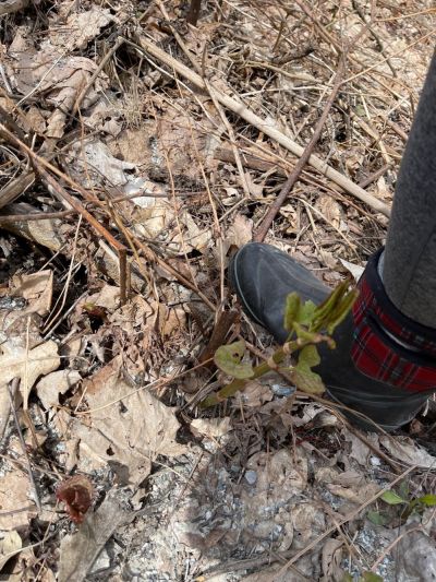 knotweed shoot growing up about boot high (leg with boot next to the knotweed)