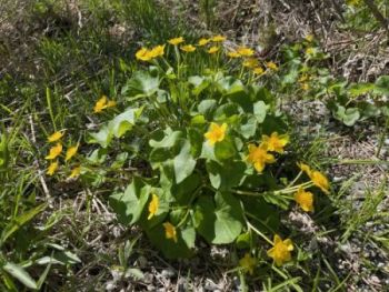 a patch of marsh marigold, a green leaved plant with bright yellow flowers