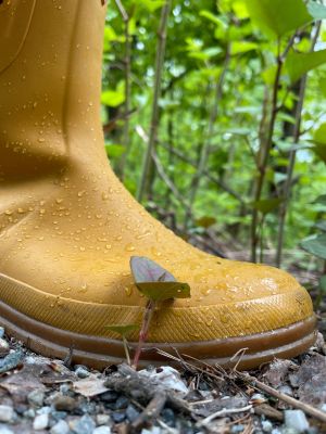 small knotweed plant next to a yellow boot for scale