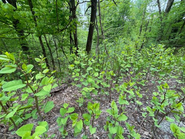 knotweed patch growing "waist high"