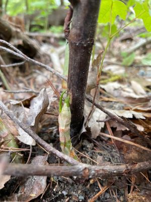 initial growth of knotweed