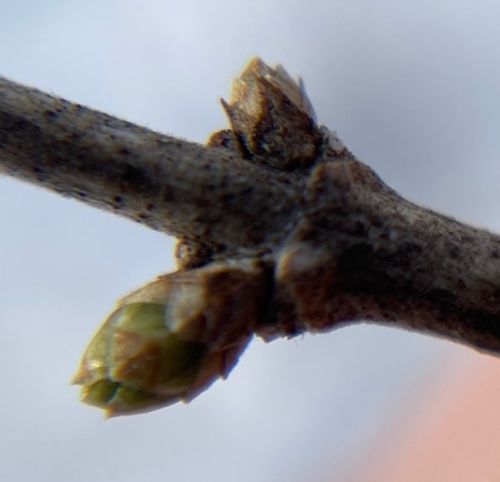 close up image of two honeysuckle leaf buds