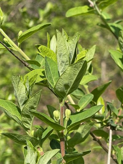 Close up image of honeysuckle leaves and flower buds