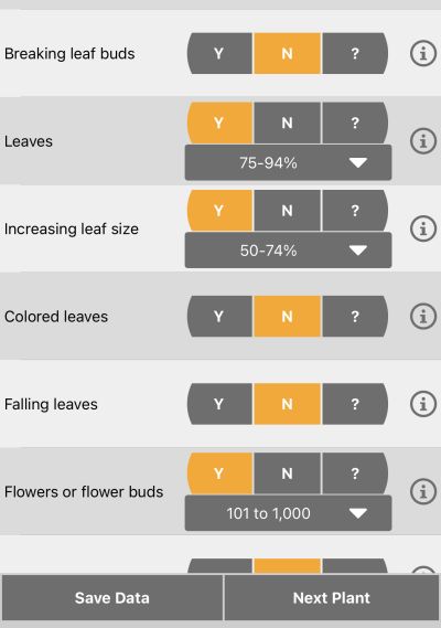 screenshot of nature's notebook app showing the phenophases leaves, increasing leaf size, and flowers or flower buds selected as "Y"