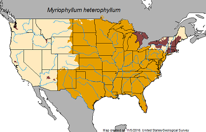 Map of nationwide distribution of variable-leaved watermilfoil
