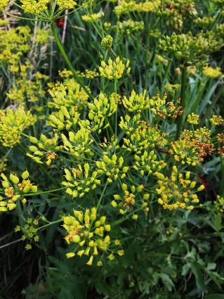 wild parsnip has an umbel of small yellow flowers clustered together