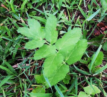 first year plants of wild parsnip appear as a cluster or rosette of leaves