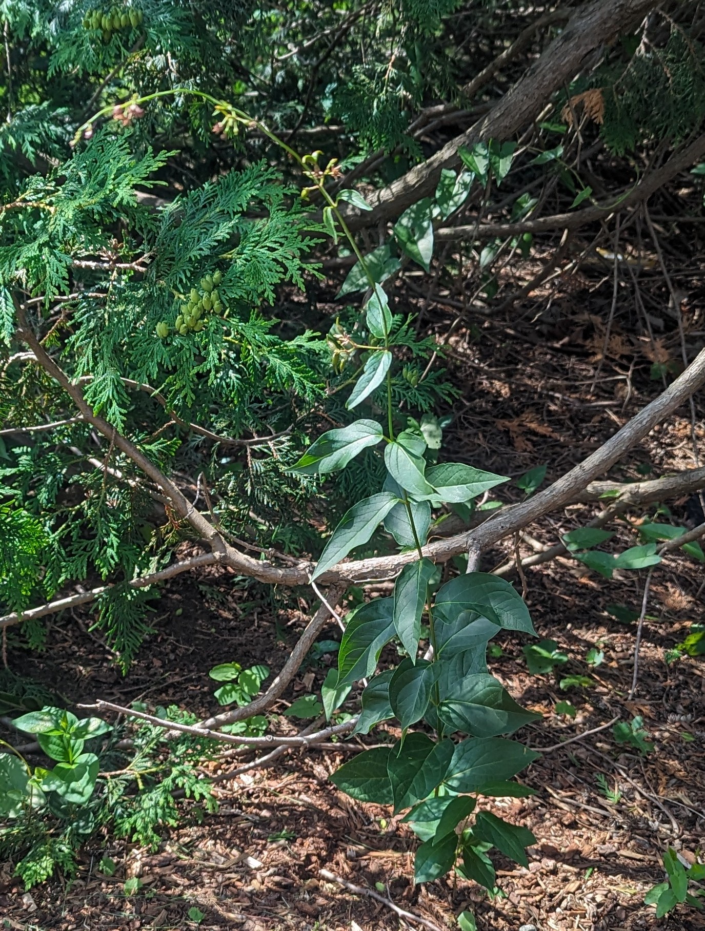 swallowwort vine makes very small, unremarkable flowers