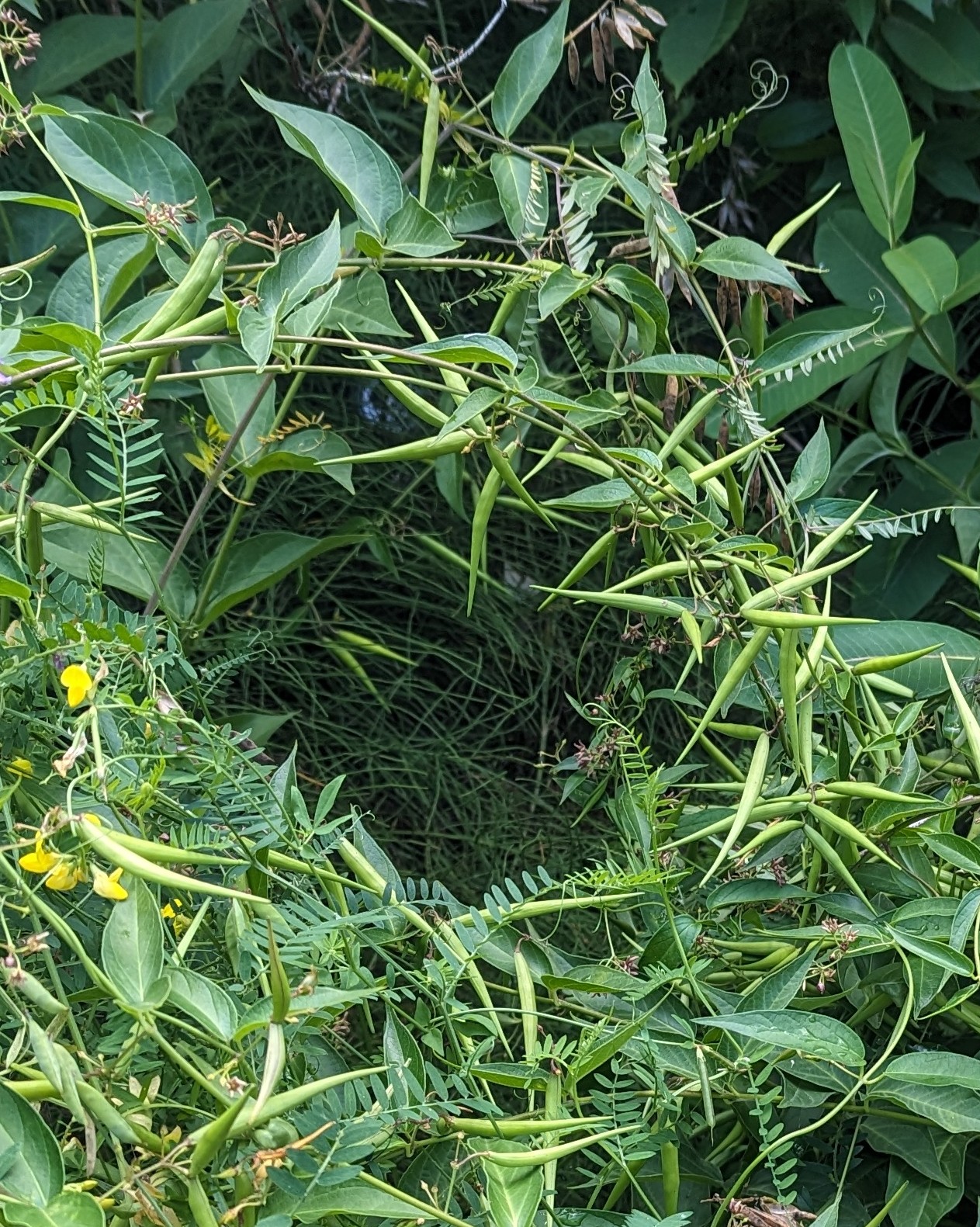 swallowworts grow in dense patches, smothering other plants, and produce multiple seed pods 