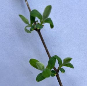 honeysuckle leaves emerging on a branch, with a piece of white paper in the background