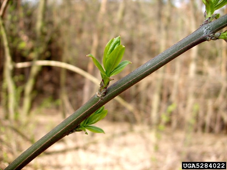 Spindle-tree has “pin-striped” bark. Photo credit: Jan Samanek, Phytosanitary Administration, Bugwood.org
