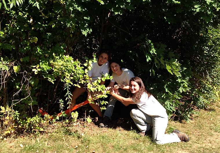 Volunteers working together to remove an invasive shrub