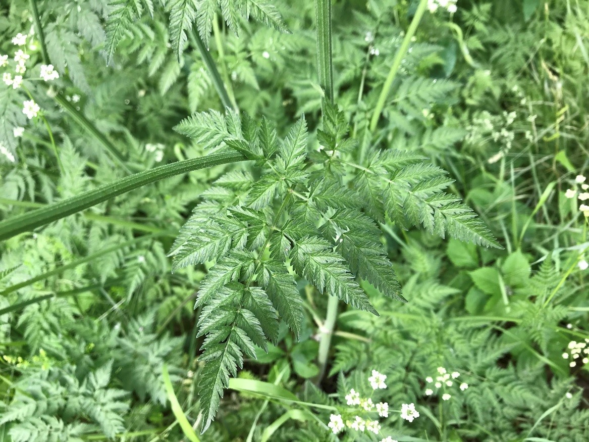 Wild Chervil leaves are compound, and have a feathery fern-like appearance. 