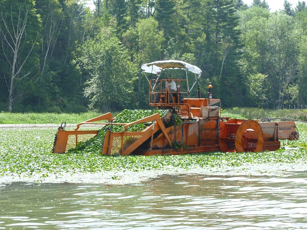 Mechanical harvester clearing water chestnut