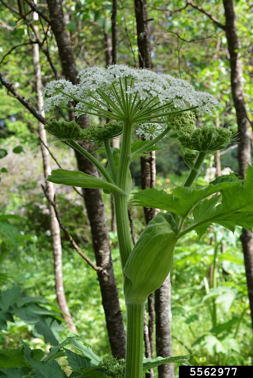 Cow parsnip