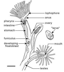 Reproductive system of two zooid individuals 