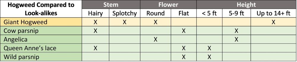 a chart comparing hogweed to other plants found in Vermont that look similar