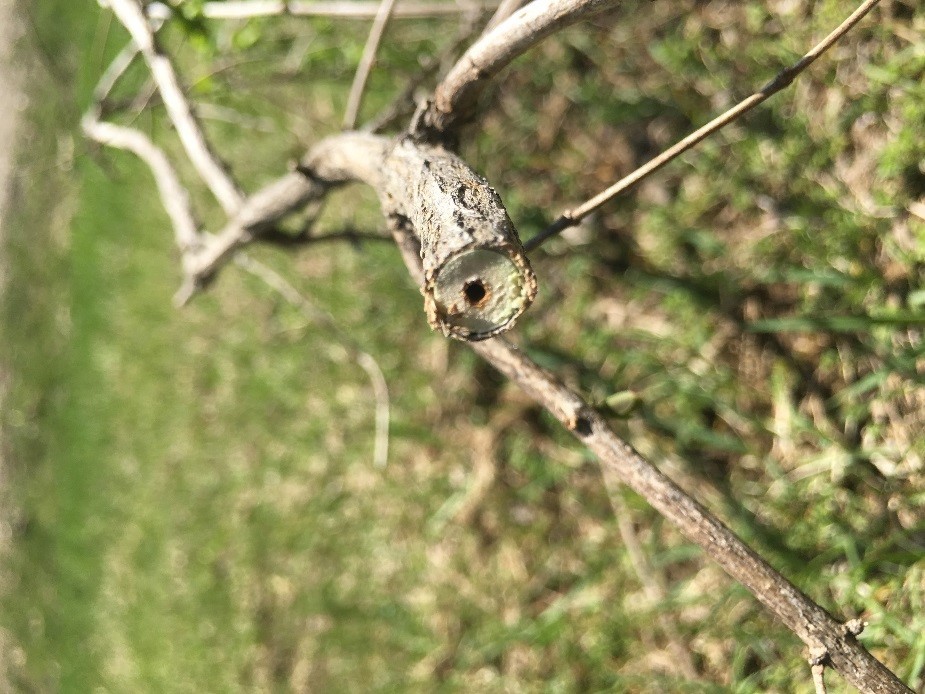 honeysuckle