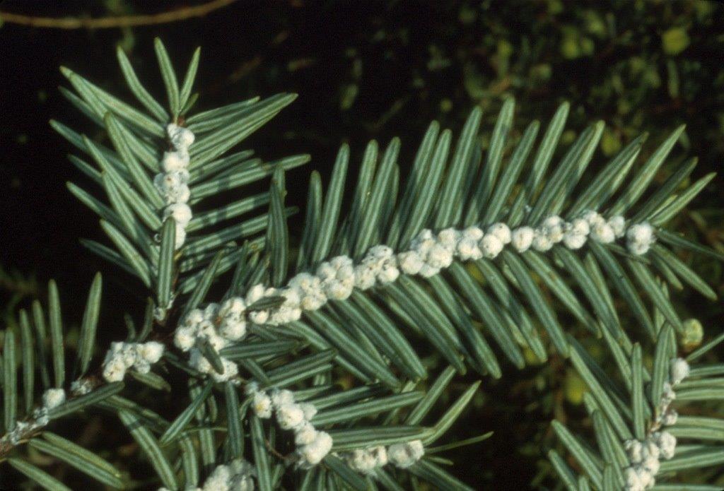 Signs of hemlock woolly adelgid on hemlock tree