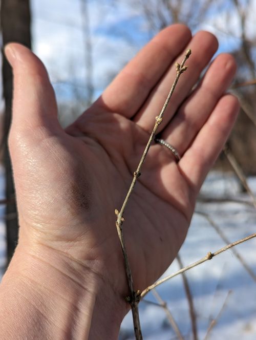 A hand holds a honeysuckle branch to showcase the tiny leaf buds that are starting to swell. 