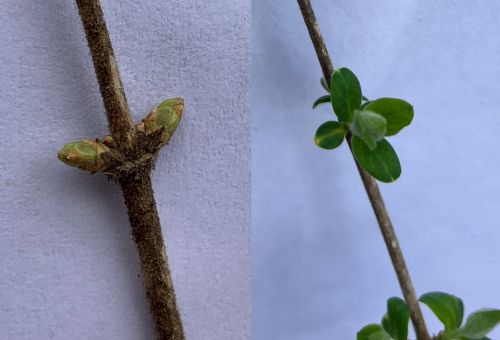 two panel photo, on left showing a close up of a branch with breaking leaf bud, and on the right, a close up of a branch showing newly emerging leaves 