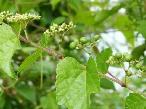 Porcelain berry inflorescence in an upward facing cyme of tiny, greenish white flowers and immature fruit. Credit: Virginia Native Plant society