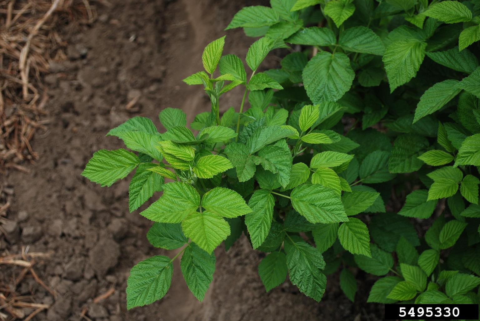 American red raspberry (Rubus idaeus). Note the lack of fine red hairs on the stems and petioles. 