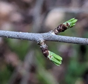 buckthorn leaf buds breaking open showing bright green leaf tips