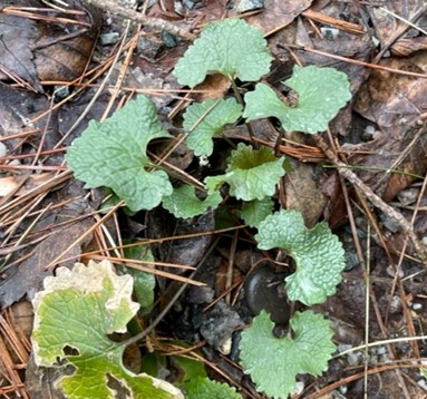 garlic mustard basal rosettes are dark green and low to the ground