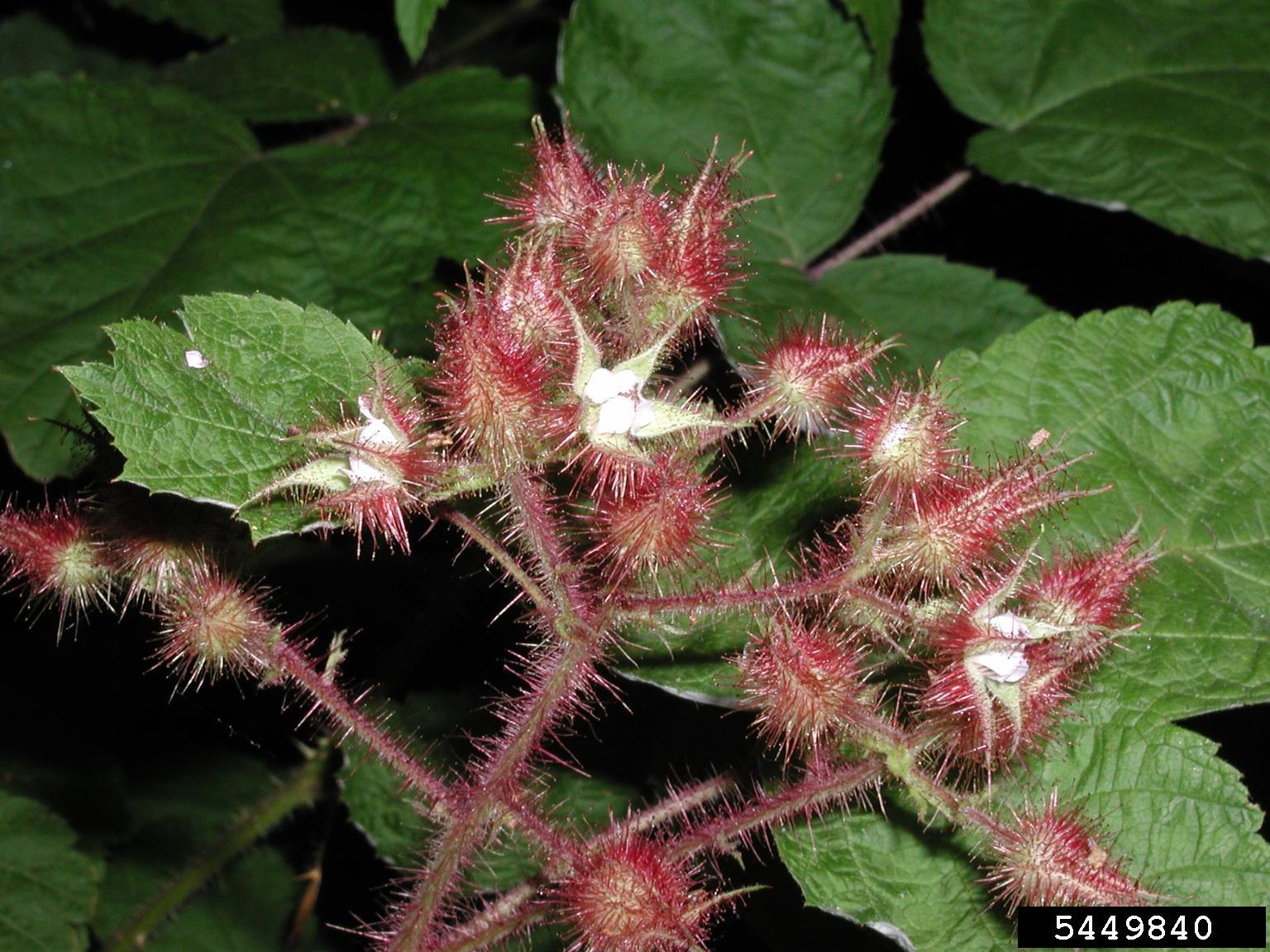 Flowers: Five white heart-shaped petals surrounded by five longer hairy green sepals. The arrangement of sepals is distinctly star-shaped.