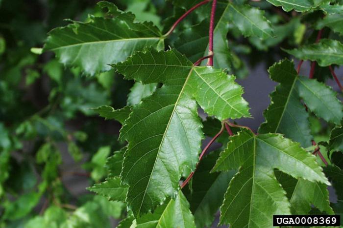 maple tree with 3 lobed leaves