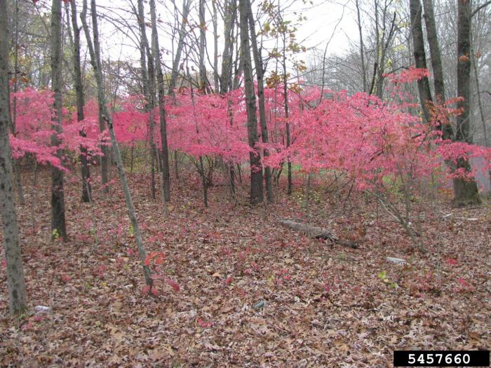 Image of Burning bush plant in a forest